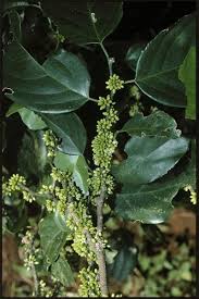 Image result for Strombosiopsis