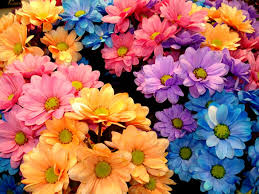 Tante immagini, frasi e foto raccolte per te, vedile subito e condividi le più belle! á… Le Migliori Immagini Di Fiori Per Whatsapp 105 Top Immagini
