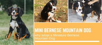 Puppies are up to date on shots and dewormer and. Mini Bernese Mountain Dog Why Adopt A Miniature Bernese Mountain Dog 12 Photos Bernese Love