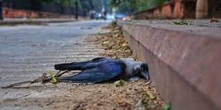 The ah (animal husbandry) department of nct of delhi. Bird Flu Outbreak Confirmed In Nine Indian States