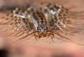 Image result for Centemopsis