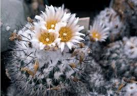 Look no further with this article dive deep into the inner workings of why is sun protection needed for the surface of cacti? Home Grown Cactus Tips From A Master Grower