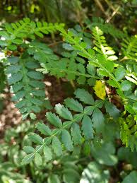 Image result for Tessmannia