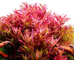 Image result for Rotala submersa