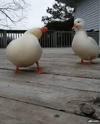 Bird Dog Pants Review Reddit Pin By Nina Stark On Birds In 2020 Cute Animals Wild Animal Sanctuary Cute Baby Animals