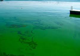 In order to get the best results when removing green algae from your fence panels, you'll need the following tools How To Get Rid Of Blue Green Algae In Your Pond Or Lake