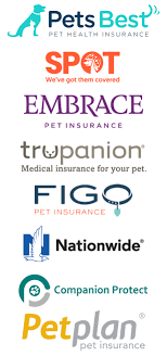 They work similarly to pumpkin in that you go to the vet, pay the bill, then submit your claim online to get reimbursed for your bill. Pets Best Pet Insurance Review 2021 Update 365 Pet Insurance