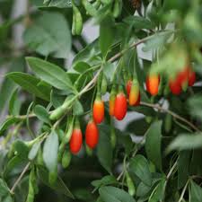 Gǒuqǐ) is the fruit of either the lycium barbarum or lycium chinense, two closely related species of boxthorn in the nightshade family, solanaceae. Buy Goji Berry Or Lycium Barbarum Goji Berry