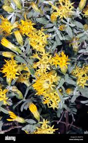 Image result for Pteronia acuminata