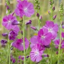 sidalcea party girl fleur rose plantes vivaces soleil plante vivace
