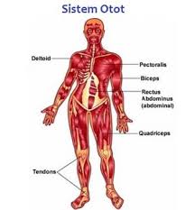 Dahi frontalle 2 buah tl. 12 Sistem Anatomi Tubuh Manusia Gambar Penjelasan Fungsi