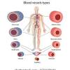 Blood vessels prepared by dr. 1