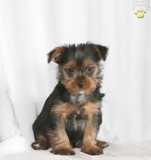 Yorkie, biewer terriers puppies for sale. Rainbow Yorkshire Terrier Puppy For Sale In Christiana Pa Happy Valentines Day Happyvalentinesday2016i