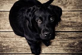 Oltre al già citato cane bianco e nero spesso hanno colori quale sensazione mi dà? Cuccioli Di Cane Neri Foto E Immagini Dolcissime E Bellissime