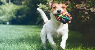 In a lot of ways, a pet like a cat or a dog is very much like a child because responsible owners care for their pets and make su. Herbs And Supplements The Whole Pet Vet