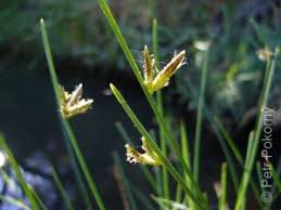 Image result for Cyperus laevigatus