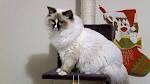 Ragdoll Cat : Cat Breeds : CozyCatFurniture