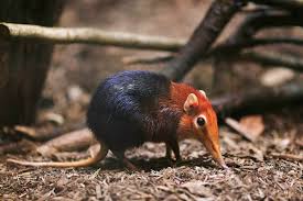 Besides, the african elephant is the strongest animal in the whole world! Elephant Shrew Wikipedia