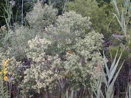 Image result for Synadenium glabratum