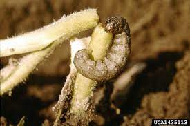 Cutworms chew through plant stems at the base. Cutworm Control In The Garden How To Kill Cutworm Pests