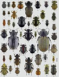 A catalogue of the tribe Sepidiini Eschscholtz, 1829 (Tenebrionidae,  Pimeliinae) of the world