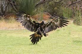 Wedge Tail Eagle Landing Bird Art Australian Birds Wedge Tailed Eagle