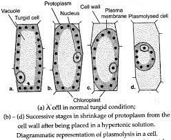 Check spelling or type a new query. Icse Solutions For Class 10 Biology Absorption By Roots A Plus Topper