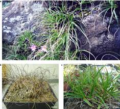 Image result for Xerophyta scabrida