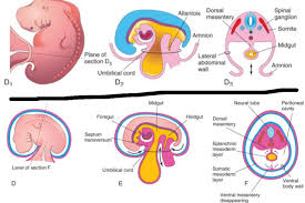 Image result for Embryology