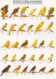Canaries Bred For Body Type And Posture Guzel Kuslar Kus Hayvanlar