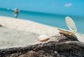 The price is right at sanibel island's best hotels, but you should shoot for may as opposed to june. Why The World S Best Shelling Is At The Beaches Of Fort Myers Sanibel La Jolla Mom