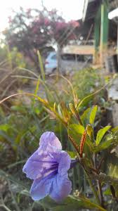Image result for Ruellia patula
