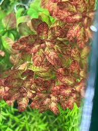 Image result for Ludwigia senegalensis