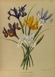 Album Van Eeden Haarlem S Flora Afbeeldingen In Kleurendruk Van Verschillende Bol En Knolgewassen Uitge Botanical Drawings Botanical Art Flower Prints Art