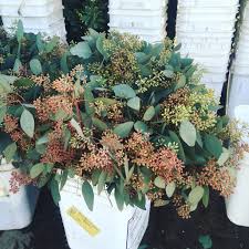 Get all the lyrics to songs by anthony ortiz and join the genius community of music scholars to learn the meaning behind the lyrics. Valencia Sons Flowers Seeded Eucalyptus Valenciadiego1997 Profile Pinterest