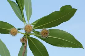 Image result for Breonadia