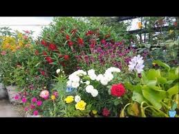 Rooftop terrace with flower pots and views of puget sound, seattle great wheel, and ferry terminal. Garden Update Part1 My Terrace Garden Flower And Veggies Various Plants On My Garden At Rooftop Youtube