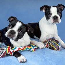 Boston terrier puppies and dogs. 4 Things To Know About Boston Terrier Puppies Greenfield Puppies