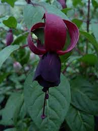 Fuschia Fuchsia Flowers Fuchsia Plant Fuchsia Flower