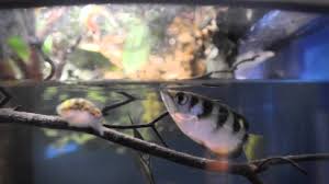 Such a cool species of fish! Archer Fish In Action At Point Defiance Zoo Aquarium Youtube