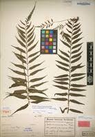 Image result for Asplenium elliottii