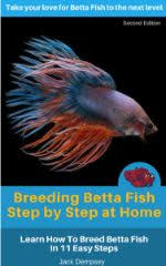 Beautiful betta breeding gives the facts and makes tutorials! Breeding Betta Fish 9 Proven Steps To Breed Betta Fish The Easy Way