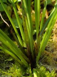 Image result for Schoenoplectiella senegalensis