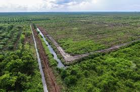 Check spelling or type a new query. Mendalami Kehidupan Masyarakat Lahan Gambut Cifor Forests News