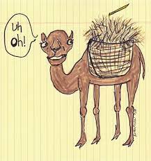 The straw that broke the camel's back (28 may 2020). Pin On Funny Bone