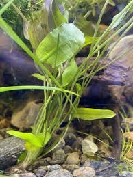 Image result for Aponogeton