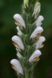 Image result for Isoglossa