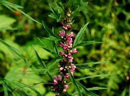 Image result for Leonurus japonicus