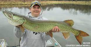 Check spelling or type a new query. Know Your Catch How To Id Northern Pike And Muskies Dnr News Releases