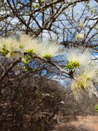 Image result for Albizia anthelmintica